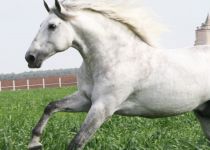 gavilan261 (Copiar)